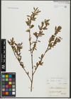 Foto von Salix alba L.